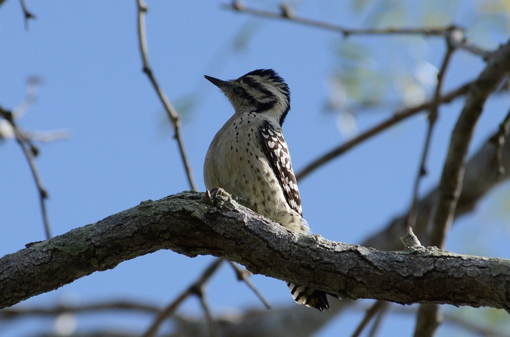 Woodpecker, Ladder-backed, 2013-01063442 Estero Llano Grande State Park, TX.JPG - Ladder-backed Woodpecker. Estero Llano Grande State Park, TX, 1-6-2013